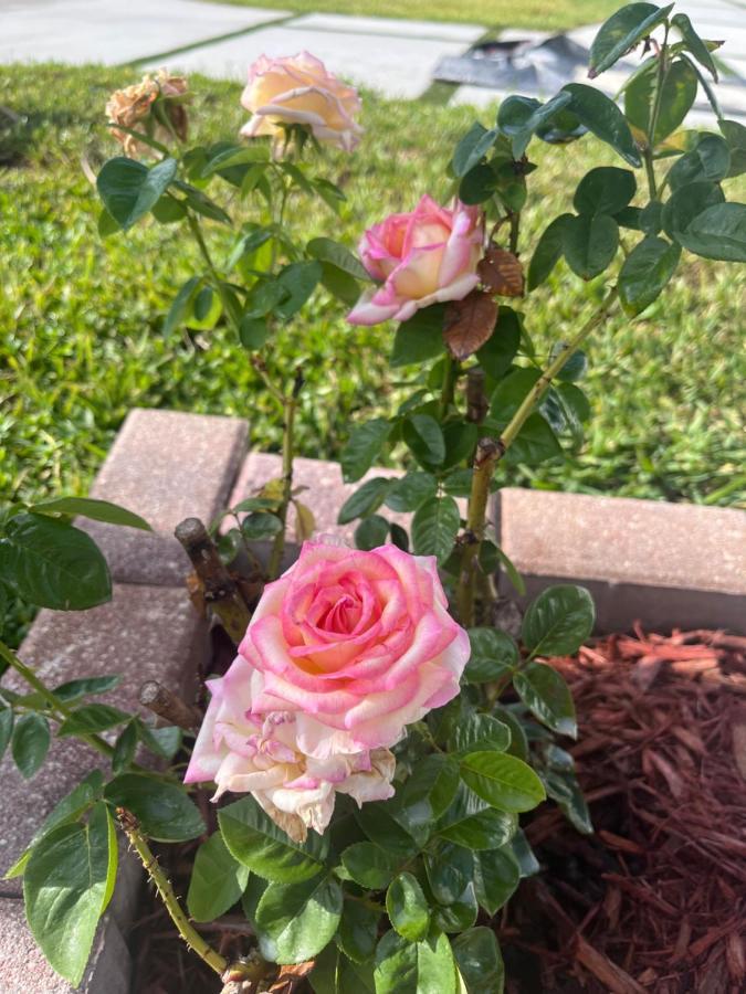 הוליווד Modern Luxury Rose Villa By Beaches מראה חיצוני תמונה